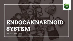 Endocannabinoid system