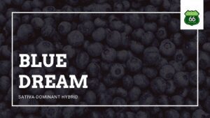 Blue Dream Sativa Dominant Hybrid Cannabis