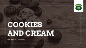 Balanced Marijuana Hybrid Cookies and Cream