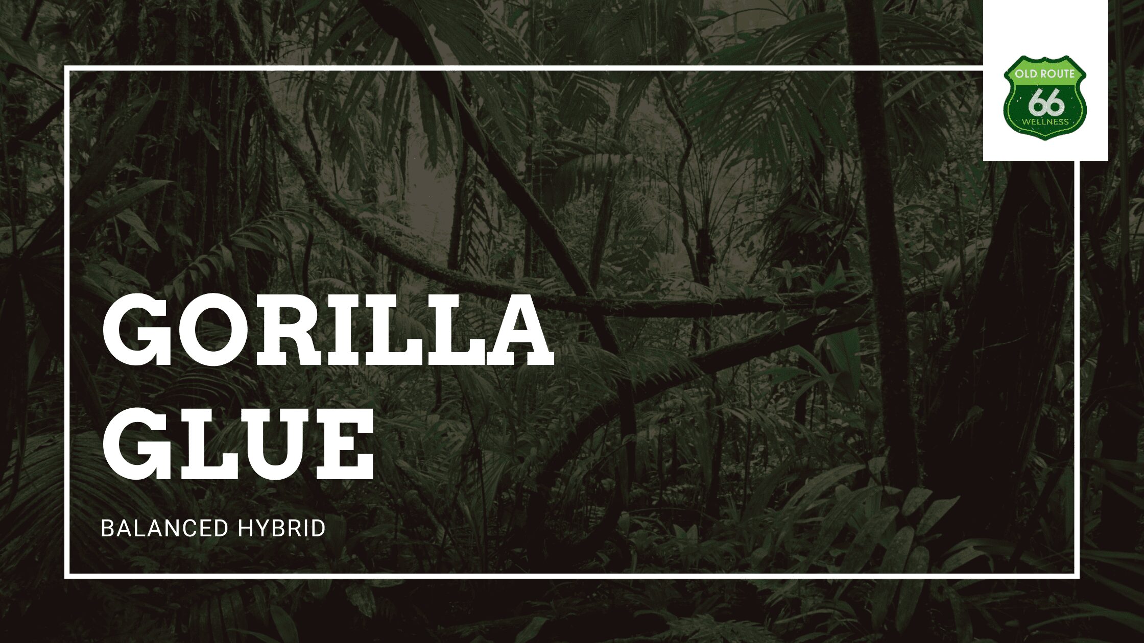 Gorilla Glue Terpenes, Rich in Caryophyllene