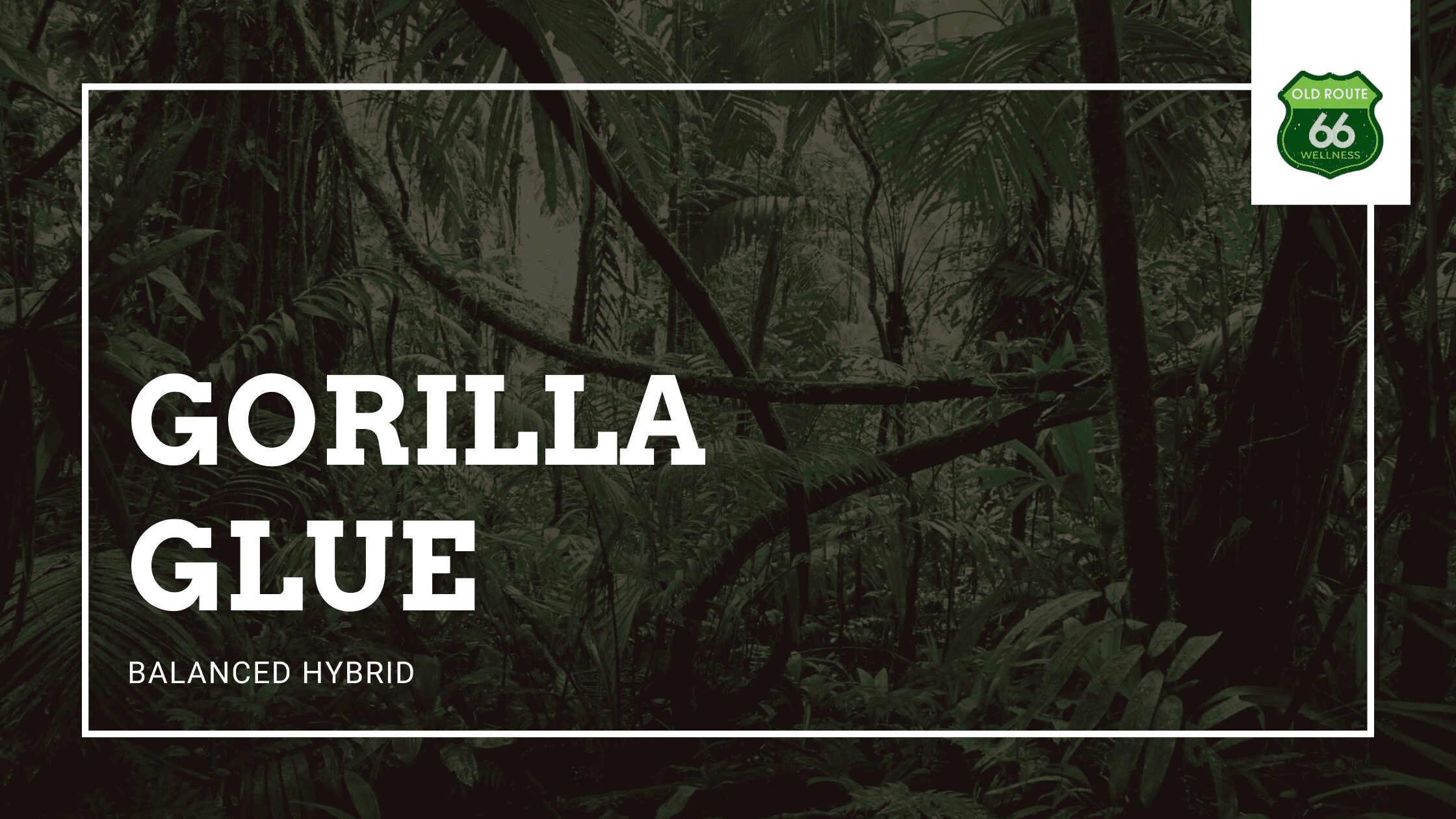 The Gorilla Glue Company - Wondering what the differences are