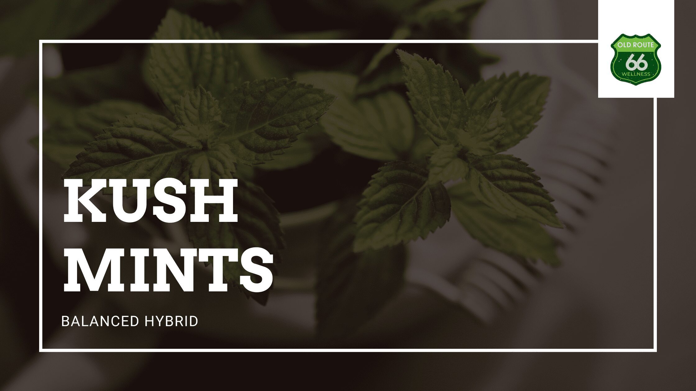 Kush Mints Balanced Marijuana Hybrid