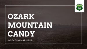 Indica Dominant Hybrid Marijuana Ozark Mountain candy