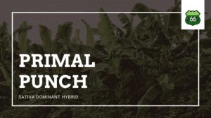 Sativa Dominant Marijuana Hybrid Primal Punch