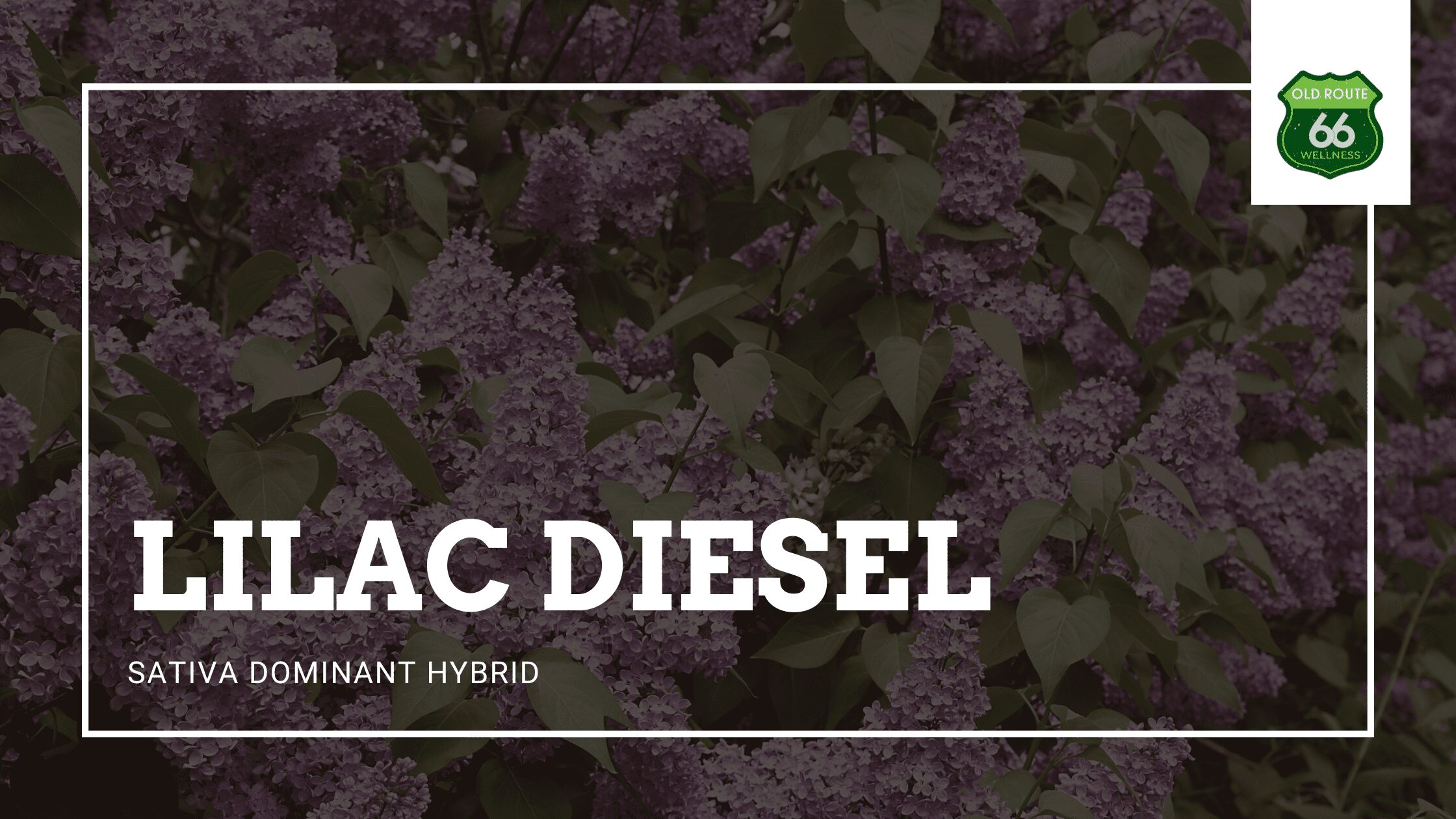 Lilac Diesel Sativa Dominant Hybrid Medical Marijuana