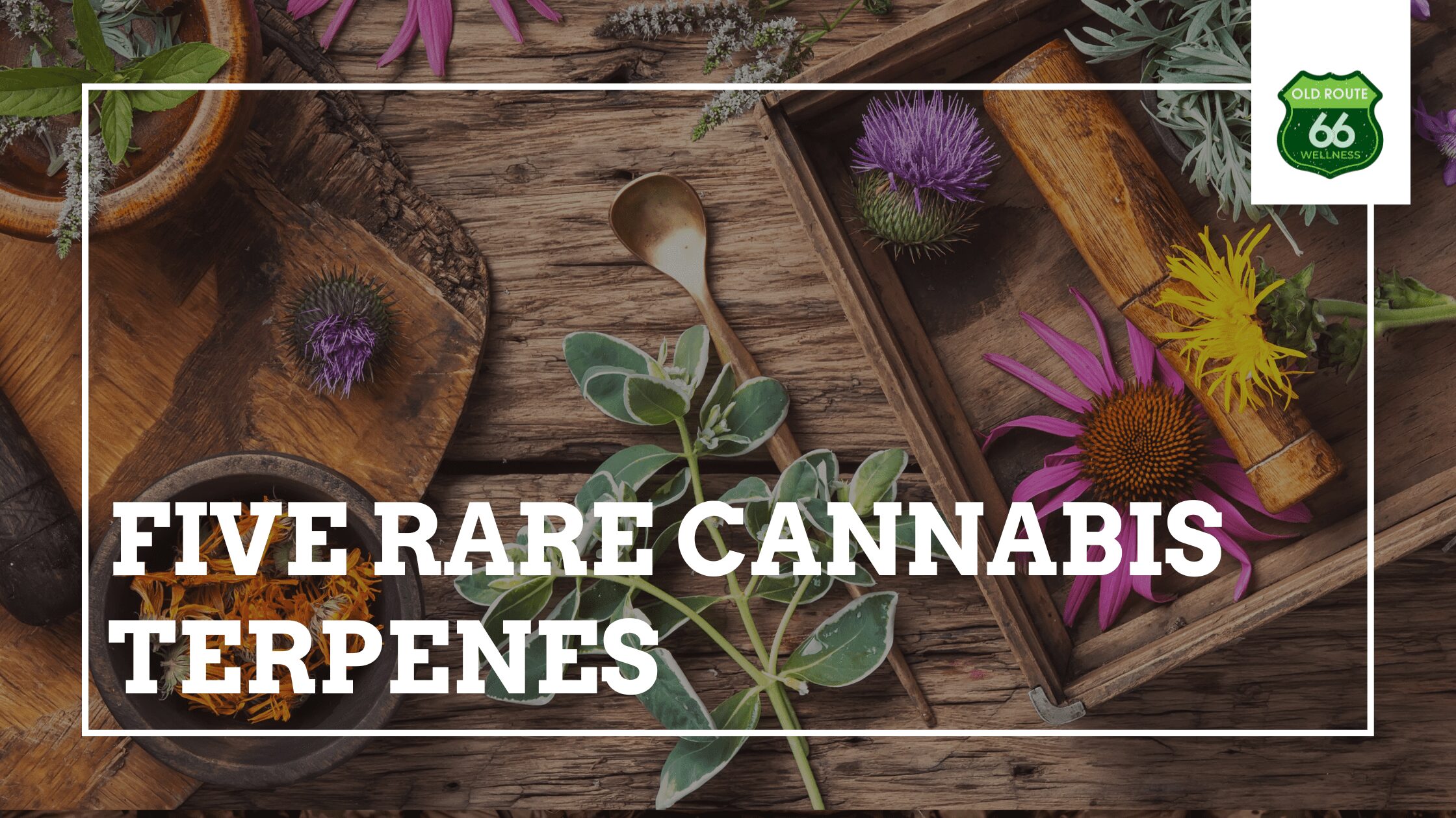 Rare Terpenes Blog